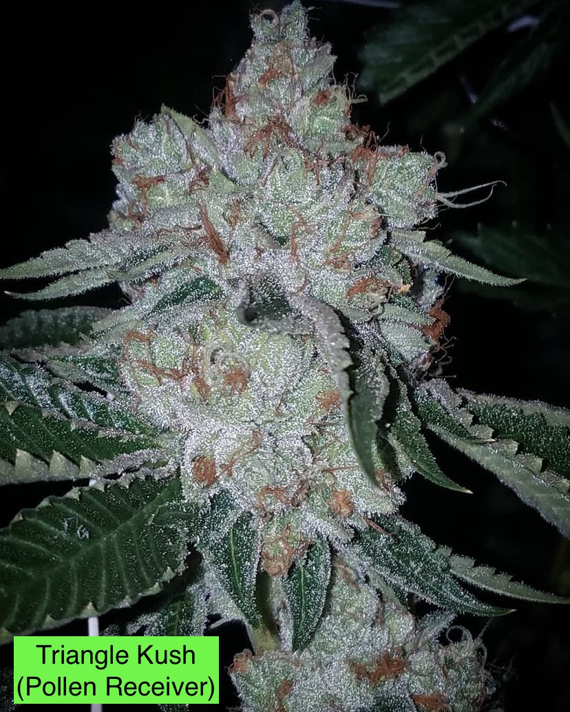 Triangle Kush x Gas Cap 11