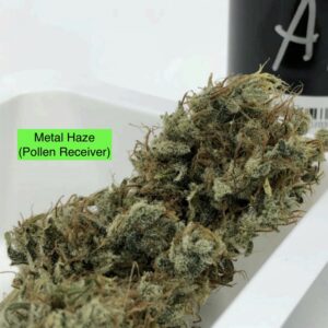 Metal Haze 🥈 (Award winner) x (Haze 5 x Haze/Skunk)
