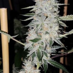 Headlights 7 x (Haze 5 x Haze/Skunk)
