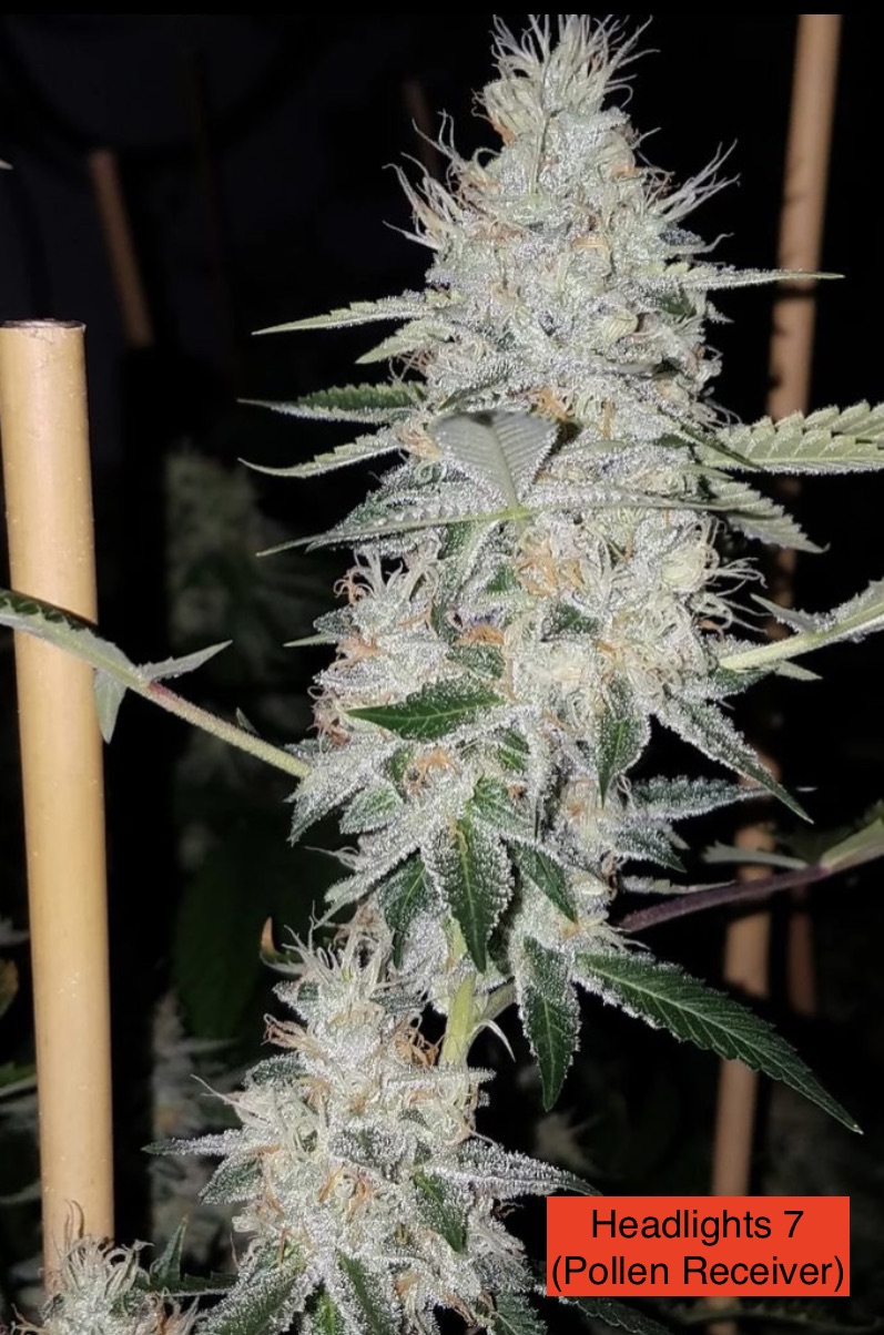 Headlights 7 x (Haze 5 x Haze/Skunk)