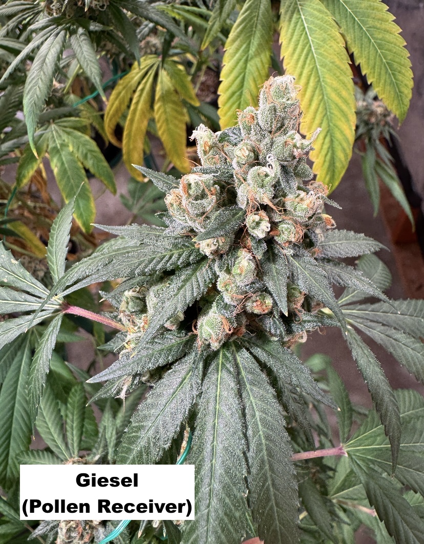 Giesel x Gas Cap 11