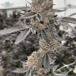 Zerealz x Headband