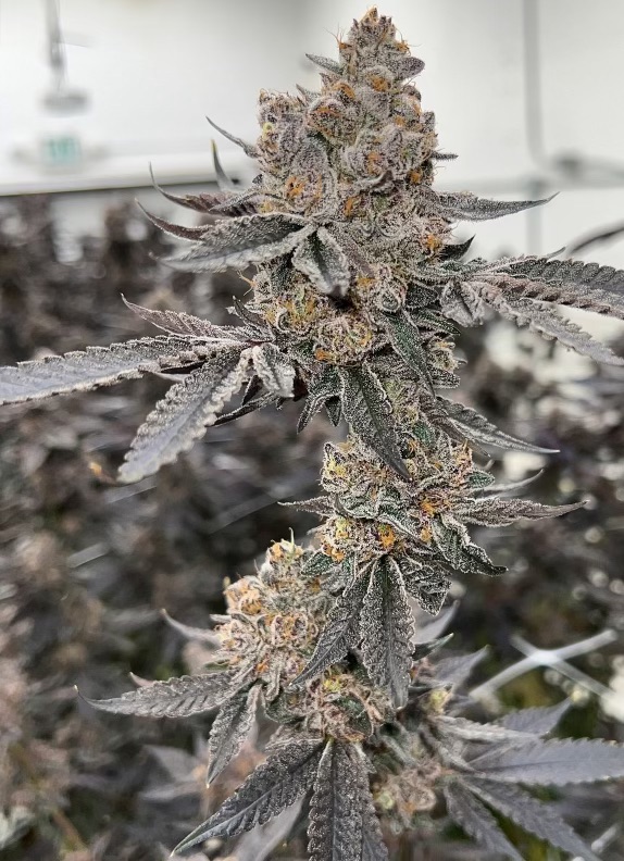 Zerealz x Headband