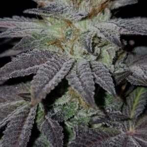 Pink Hindu