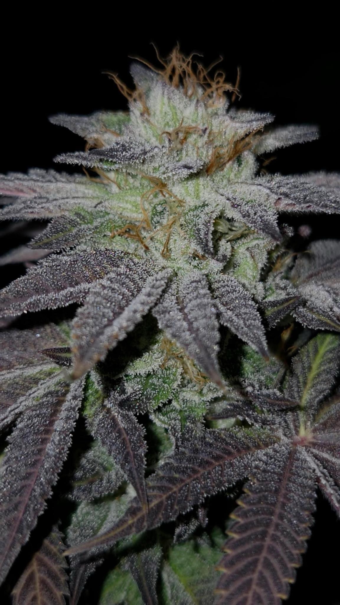 Pink Hindu